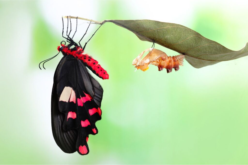 Butterflies Change
